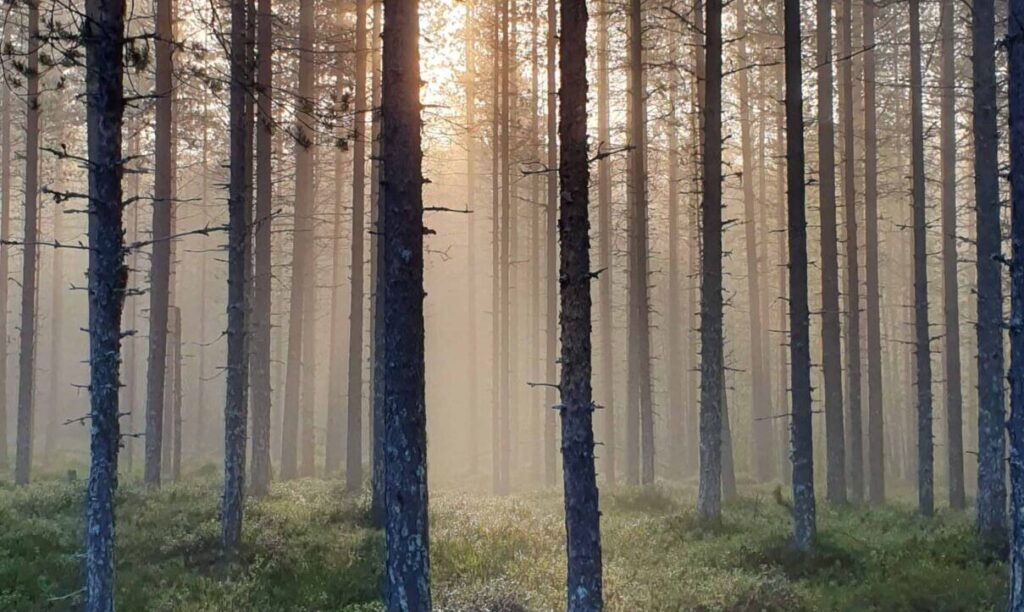 Reisebericht Finnisch-Lappland Thumbnail