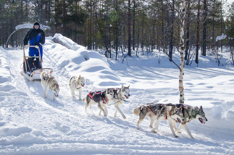 Saija Lodge, Finnland, Husky, Lapplandreisen Saija Lodge, Finnland, Husky, Lapplandreisen