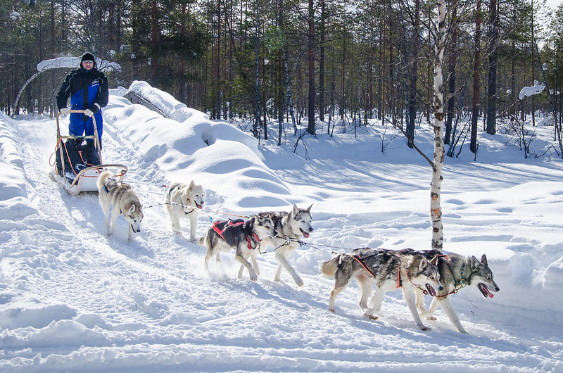 Saija Lodge, Finnland, Husky, Lapplandreisen