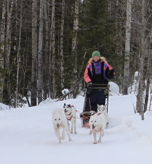 dogsledge