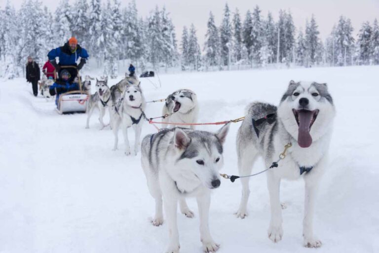 Salla Finnland Go East Reisen Husky Tour Salla