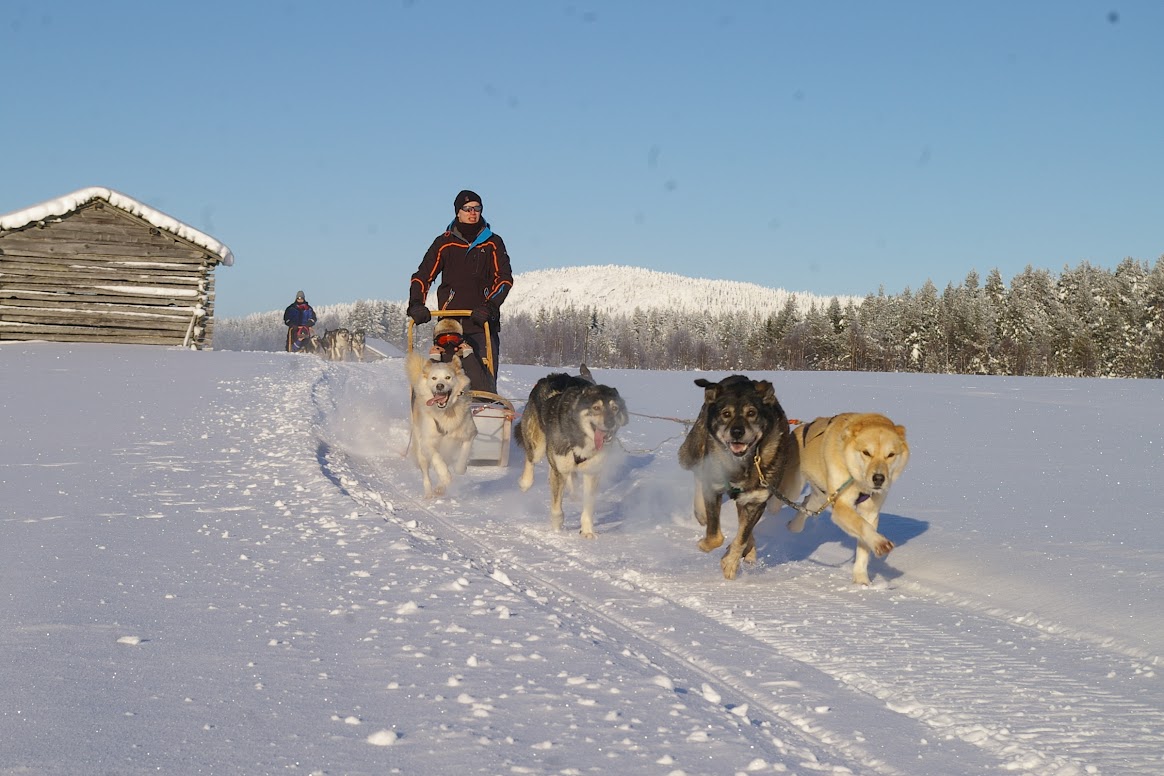 Husky-Safari Finnland | Eigenes Hundeschlitten-Team führen