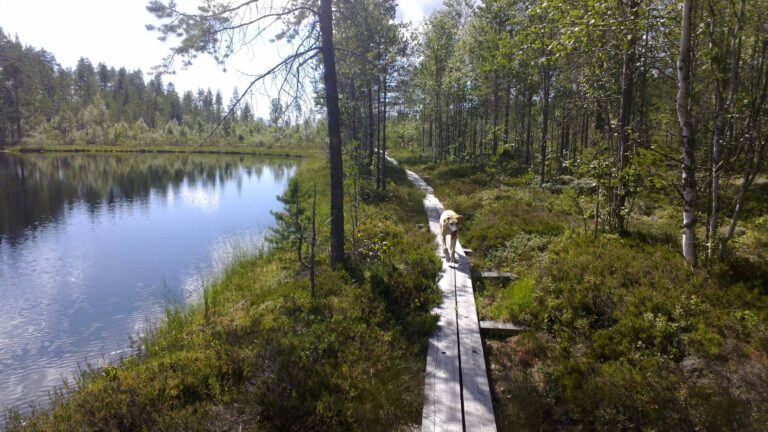 Eräkeskus Karelian Explorer Individuell Wanderung Karhunpolku Eräkeskus Wilderness Lodge