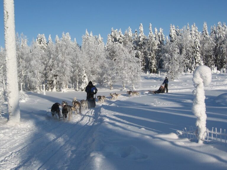 husky Finnland, Lappland, Winterreise, Huskyschlitten