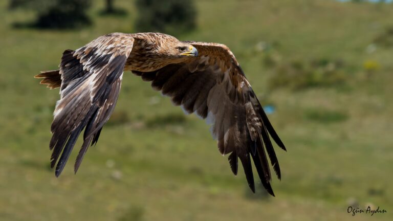 Ornithologische Reise Türkei Ornithologische Reise Türkei