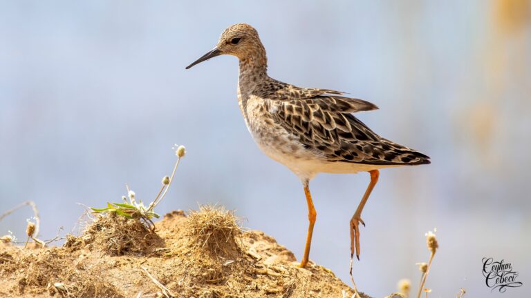 Ornithologische Reise Türkei Ornithologische Reise Türkei