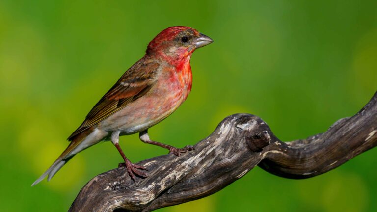 Ornithologische Reise Türkei Ornithologische Reise Türkei