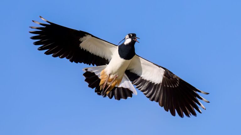 Ornithologische Reise Türkei