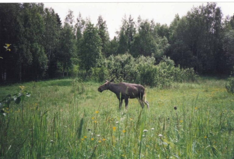 Eräkeskus Wildnerniss Lodge, Karelien Urlaub Finnland