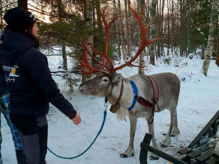 reindeer-farm-02 Kukkolaforsen hotel. Kukkola. Lapland. Sweden