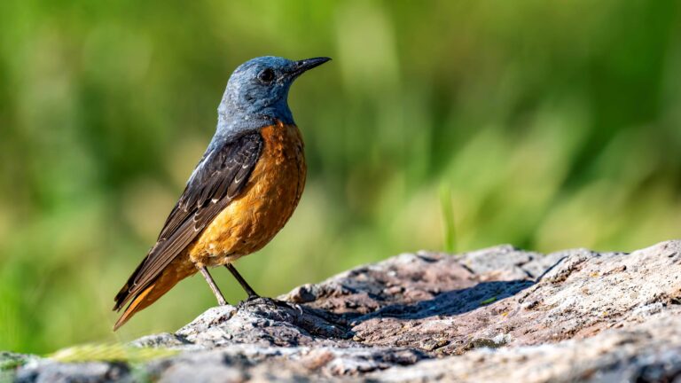 Ornithologische Reise Türkei