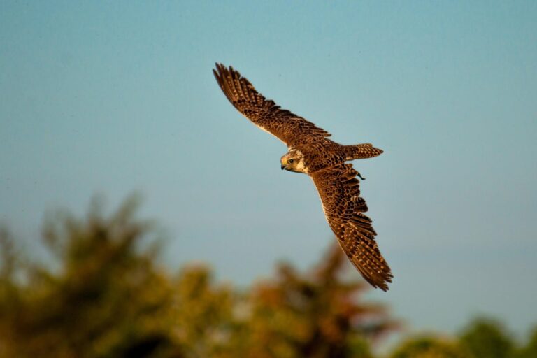 Aserbaidschan Rundreise Vogelbeobachtung