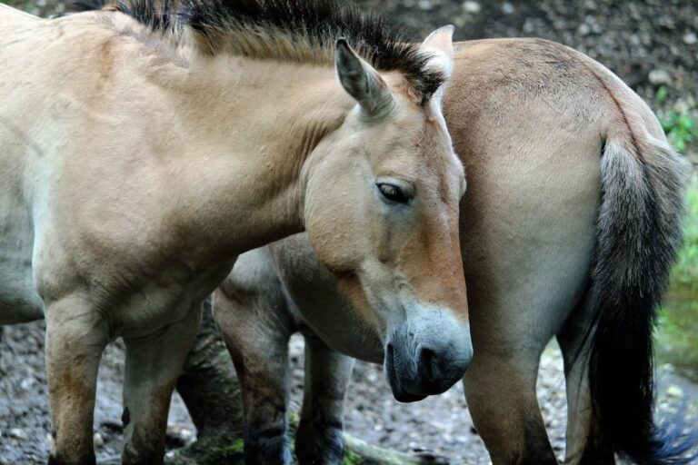 pexels-birgitboellinger-31076277 Mongolei, Przewalski Pferde, Transsib, Transsibirische Eisenbahn