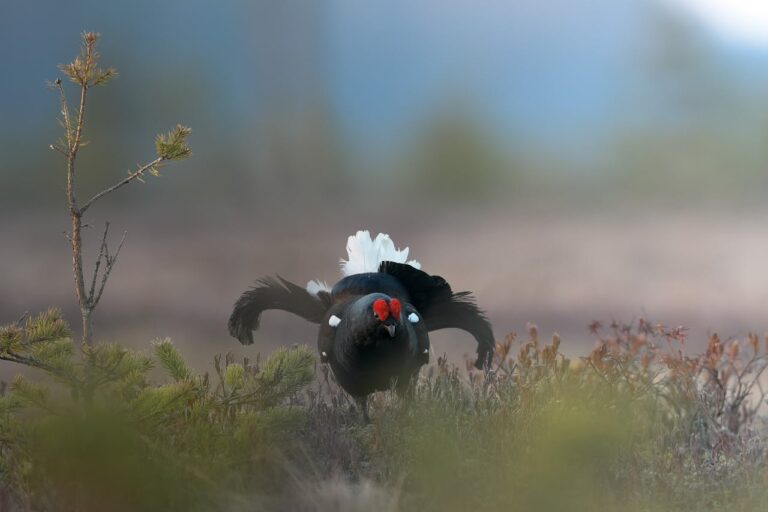 ASerbaidschan Vogelbeobachtung Rundreise Kaukasisches Birkhuhn