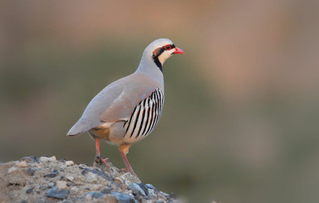 Aserbaidschan Rundreise Vogelbeobachtung