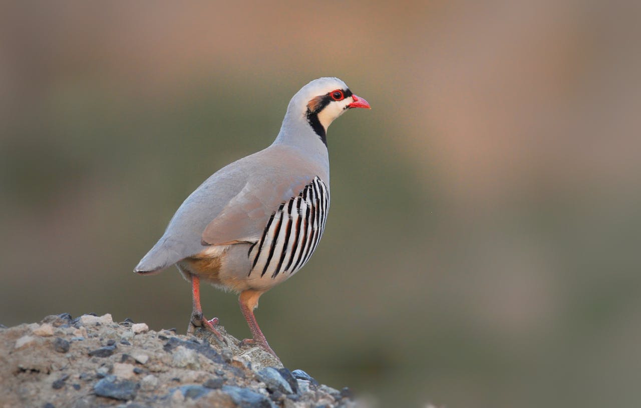 Vogelwelt Aserbaidschans: 8-tägige Naturreise vom Kaspischen Meer bis zum Hochkaukasus