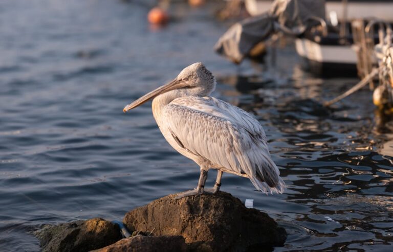 Vogelbeobachtung Aserbaidschan Rundreise
