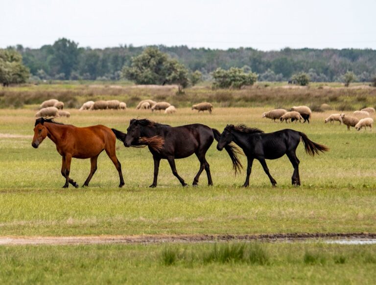Ungarn Rundreise Go East Reisen, Foto: Pexels Ungarn Rundreise Go East Reisen, Foto: Pexels