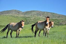 przewalski-2 Monglei, Reitreise, Foto: Ter Ikh Juulchin