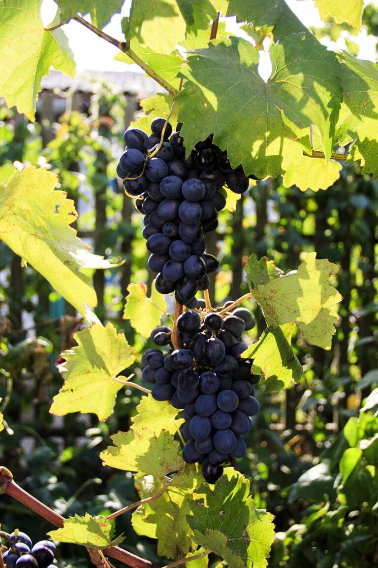 Weinreise Moldawien Weinrebe