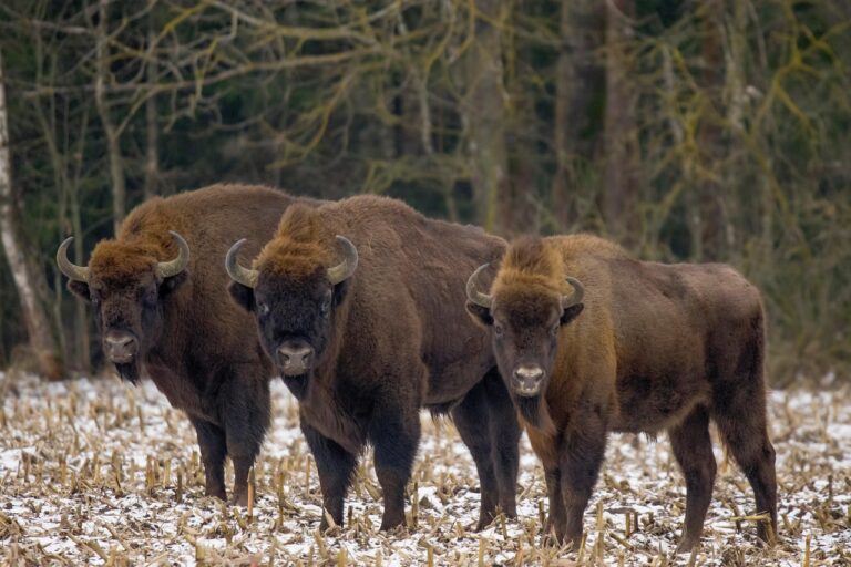 wisents-7723009_1280 Bild zeigt Wisente im Bialowieza Nationalpark